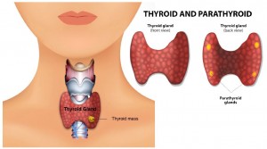 thyroid